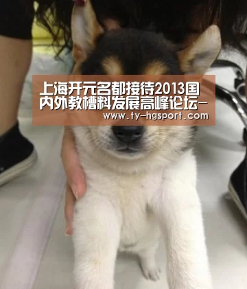 上海开元名都接待2013国内外教槽料发展